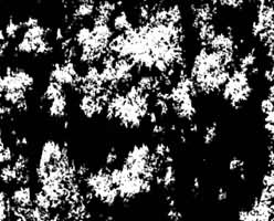 ͼ1 �����ֳ�����ϵ�������������̹ܳ���ܺϲ�̦��