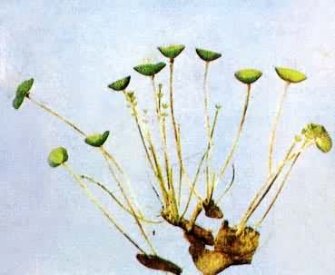 ������ɡ��