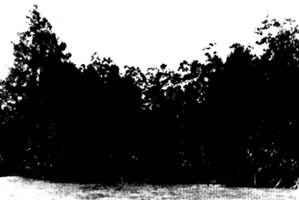 ͼ1 ����ֲ��