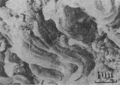 ͼ1����Ƥ��ԭ��ά��֯�ṹ