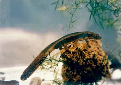 ������(�ް�����)