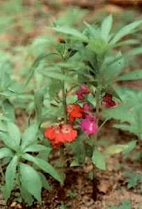 ���ɻ������ɻ���