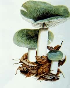 ��Ģ�������̹�