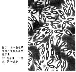ͼ2
