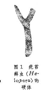 ͼ1