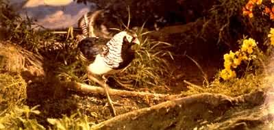 ͭ�����׸�����