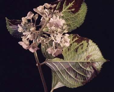 1.9ppm��������Ѭ6Сʱ�������