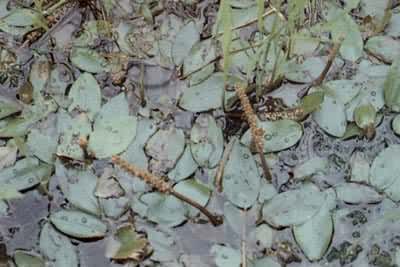 ���Ӳˣ����Ӳ˿�