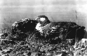 ͼ4����ɽѩ��