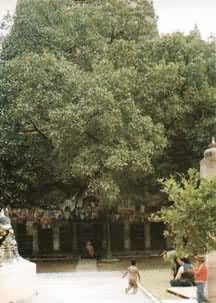 ��ͼ ӡ�ȷ��ʤ������٤Ү